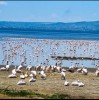 Flamingo, lake nakuru, Lake Nakuru