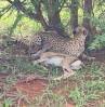 Cheetah, Amboseli, Amboseli