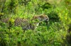 Cheetah, Masai Mara, Masai mara