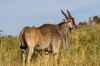 Eland, Masai Mara, Masai mara