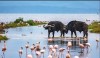 Flamingo and buffalo, lake nakuru, Lake Nakuru