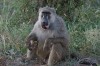 Baboon, Masai Mara, Masai mara