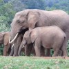 Elephant, Tarangire, Tarangire