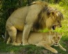 Lions, Amboseli, Amboseli