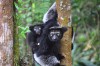 You will have chance to visit the lemur's park, Antananarivo, Andasibe Analamazaotra
