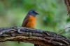 Nellico birds, Antsiranana, Amber mount national parc