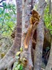 brown lemurs, Anja reserve, fianarantsoa