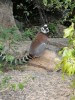 maki maki lemurs, Isalo National Park, ihosy