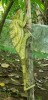 cameleons pantherson, Nosy Be, lemuria land