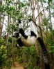 black and white rufus lemurs, Nosy Be, lemuria land