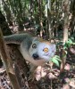 coronatus lemurs, Nosy Be, lemuria land