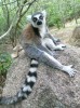 Maki lemurs, Nosy Be, lemuria land