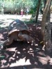 Napoleon turtles, Nosy Be, lemuria land