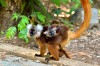 macacos lemurs, Nosy Be, lemuria land