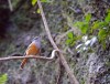 nelicouvri birds, Anja reserve, fianarantsoa