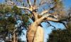 baobab in love, Morondava, Madagascar