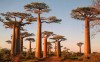 baobab avenue., Morondava, 17Km from Morondava baobab avenue., Morondava, 17Km from Morondava