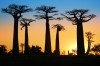 sunset at avenue of baobab, Morondava, 17 km from Morondava sunset at avenue of baobab, Morondava, 17 km from Morondava