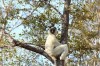 sifaka or dancing lemur, Morondava, Madagascar