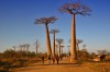 baobab alley in the morning, Morondava baobab alley in the morning, Morondava