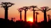 Baobab Sunset, Morondava, Avenue of Baobab