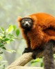 Eco and Wildlife tour in Maroantsetra