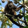 Howler Monkey at Calakmul Biosphere Reserve, Kalakmul, State of Campeche