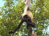 Spider Monkey at Calakmul Biosphere Reserve, Kalakmul, State of Campeche