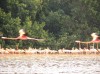Pink flamingos, Selestun, At Celestun Natural Reserve