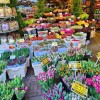 Flower market, Amsterdam, Amsterdam