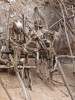 Smoked Mummies, Lae, Bulolo Smoked Mummies, Lae, Bulolo