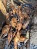Fresh roast sweet potatoes on fire, Goroka, Asaro Village Fresh roast sweet potatoes on fire, Goroka, Asaro Village