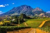 Half or Full Day Wine Tasting Tour, Cape Town, Cape Town