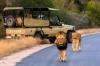 Game Drive - Safari, Hoedspruit, Kruger National Park