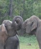 Elephants, Hikkaduwa