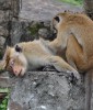 Monkey, Anuradhapura