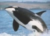 Eco and Wildlife tour in Temae