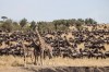 Tanzania safari wildebeest migration Serengeti, Arusha, Tanzania, Serengeti National Park