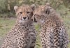 Safari in Arusha