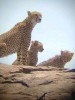 Cheater, Arusha, Serengeti national park