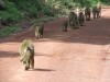 Monkey, Manyara, Tanzania