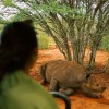 Rhino, Moshi, Tanzania