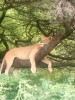 Climbing lion in lake Manyara, Manyara, Tanzania