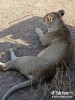 Game drive, Arusha, Serengeti Game drive, Arusha, Serengeti