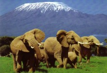 Climbing Mount Kilimanjaro Tours. Moshi. Tanzania