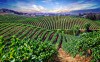 Wine tasting tour in Los Angeles
