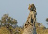 Leopard, Botswana, Chobe National Park