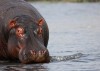 Hippo, Botswana, Botswana, Kasane