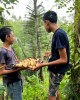 Wild Survival Trekking in Bali, Indonesia