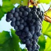 Wine tour in Chianti in Florence, Italy
